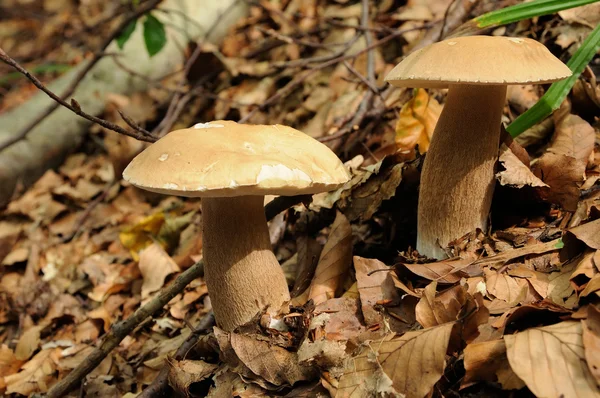 Champignons : Boletus edulis, connu sous le nom de porcini, penny bun, porc — Photo