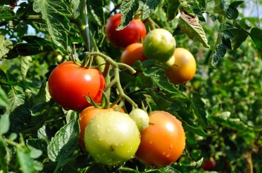 Bir avuç kırmızı domates.