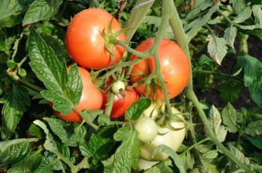 Bir avuç kırmızı domates.