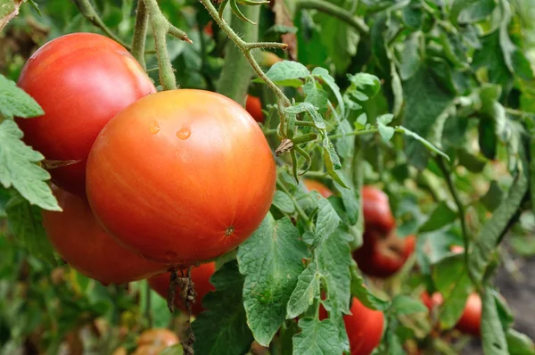 Um monte de tomates vermelhos. — Fotografia de Stock