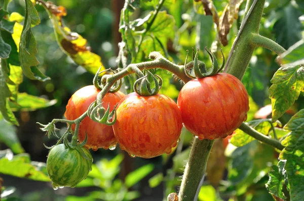 Branch of striped tomatoes — Stock Photo, Image