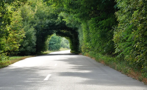 Túnel verde nas árvores acima da estrada — Fotografia de Stock