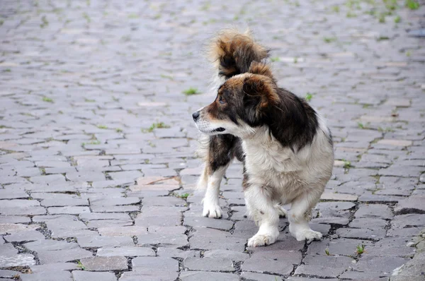 Cão com pernas bandy no quadrado de pavimentação — Fotografia de Stock