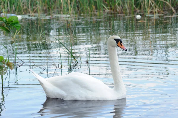 Adult white swan — Stock Photo, Image