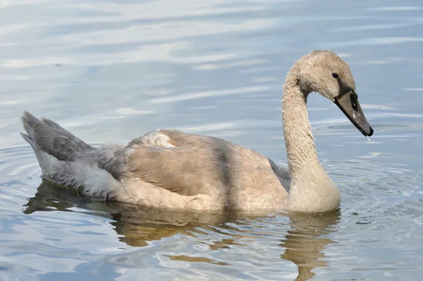 Grijze baby swan op water — Stockfoto