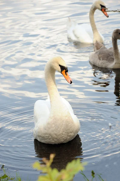 Volwassen witte zwaan — Stockfoto