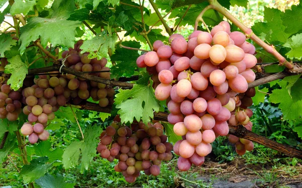 Кластер розового винограда на лозе — стоковое фото