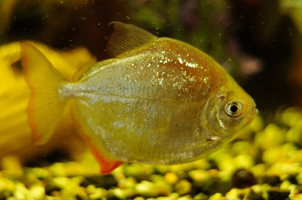 Poissons de couleur argent dans l'aquarium — Photo