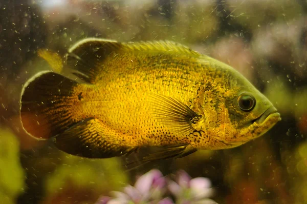 Peces de color dorado en el acuario — Foto de Stock