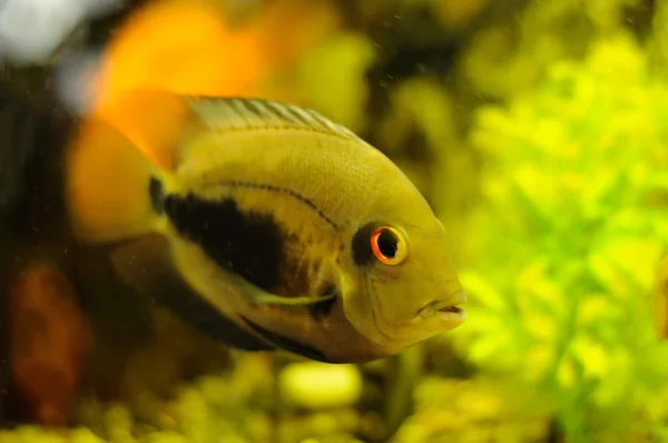 Goldfarbige Fische im Aquarium — Stockfoto