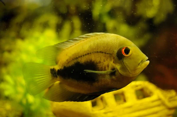 Gyllen fisk i akvarium – stockfoto