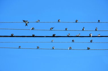 poserline beş Teller çıta ile swallos not oluşturma