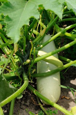 Squash Bush ile büyüyen farklı sahne