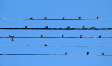 akım hattı eternet beş teller çıta ile yutar notlar oluşturmak