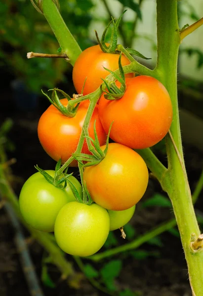 Branche de tomates vertes et rouges — Photo