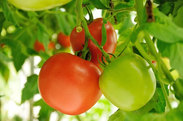 Branch of green and red tomatoes — Stock Photo, Image