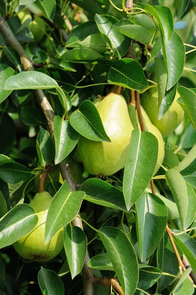 Peras verdes que crecen en el árbol —  Fotos de Stock
