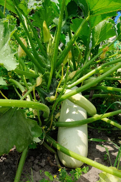 Bush of squash with different stage of growing — Stock Photo, Image