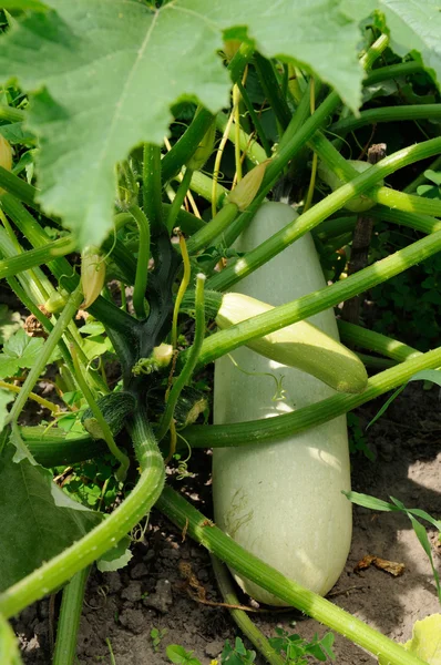 Bush of squash with different stage of growing — Stock Photo, Image