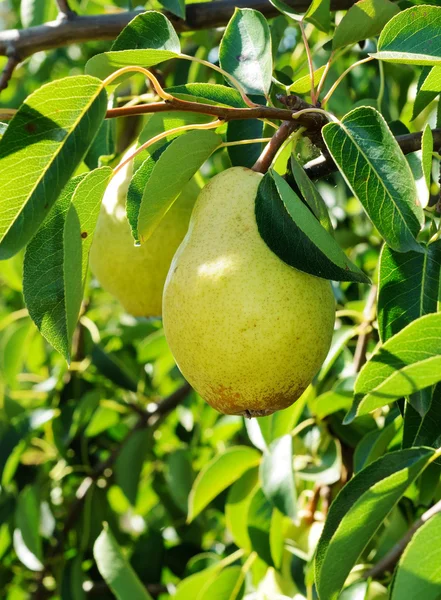 Große reife Früchte auf dem Birnenzweig — Stockfoto