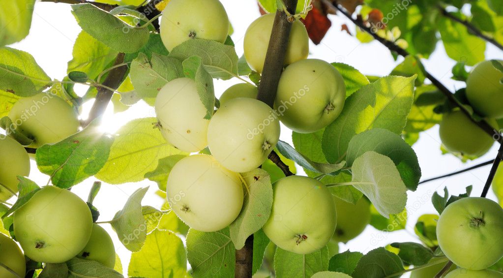 group of white apples on the branch