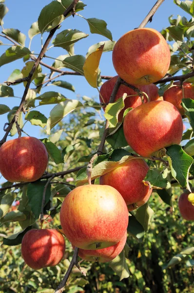 Rama con muchas manzanas rojas —  Fotos de Stock