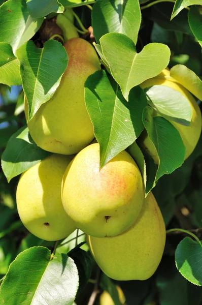 Peren op de tak — Stockfoto