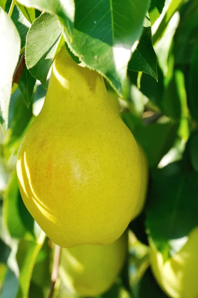 Gran fruta madura en la rama —  Fotos de Stock