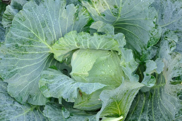 Kohl im kühlen Morgentau — Stockfoto