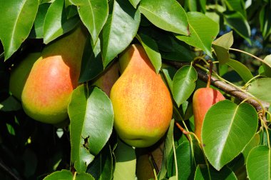 Armut ağacının dalını