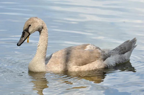 Grijze baby swan op water — Stockfoto