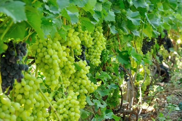 Plantación de uva azul y verde — Foto de Stock