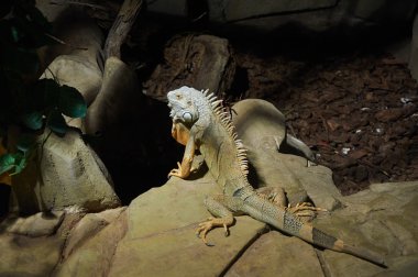 Yeşil iguana