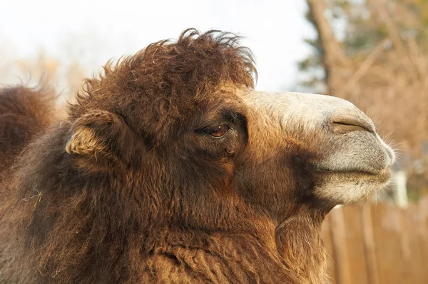 Head of big camel — Stock Photo, Image