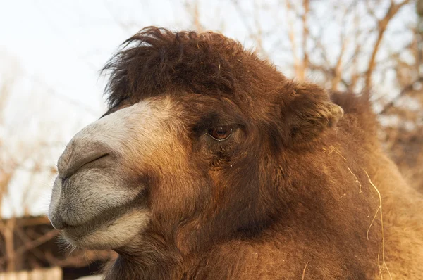 Head of big camel — Stock Photo, Image