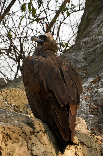 Geier sitzt auf dem Felsen — Stockfoto