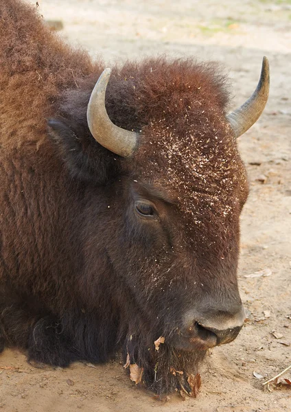 Tête de bison pondeur — Photo