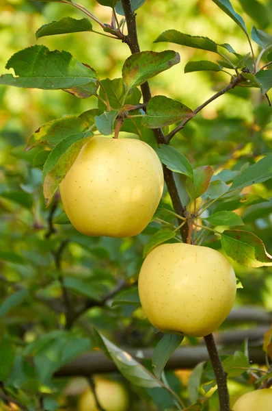 Jardín de manzanas de otoño — Foto de Stock