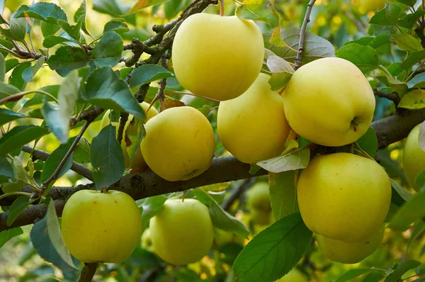 Apfelgarten im Herbst — Stockfoto