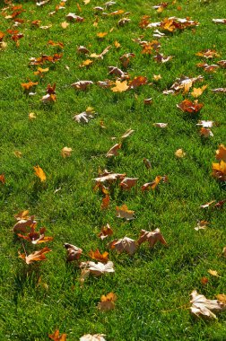 Yeşil çimenlerin üzerinde parlak akçaağaç yaprakları