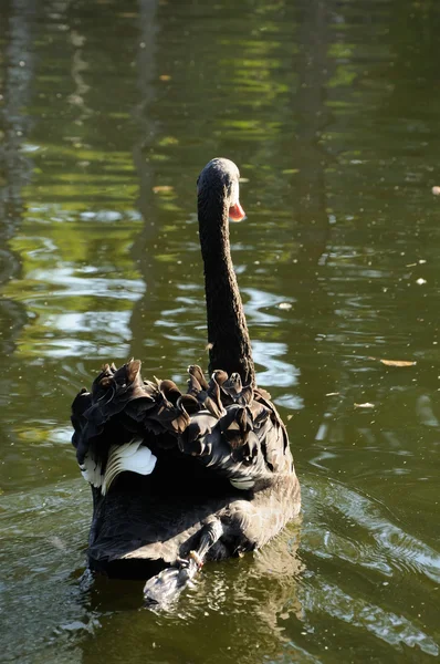 Черный лебедь на воде — стоковое фото