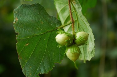 Üç yeşil fındık