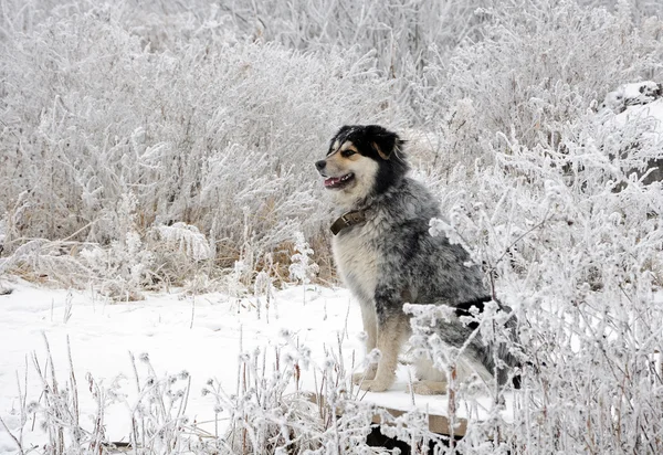 Vit rimfrost och hund — Stockfoto