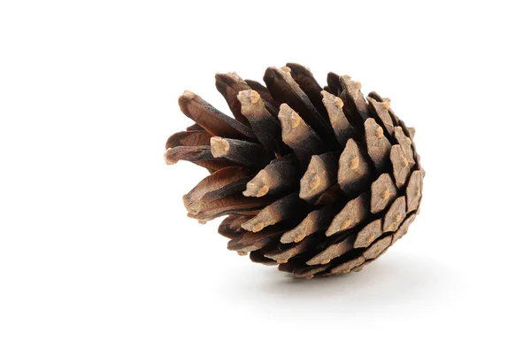 Dry pine cone with light shadow — Stock Photo, Image