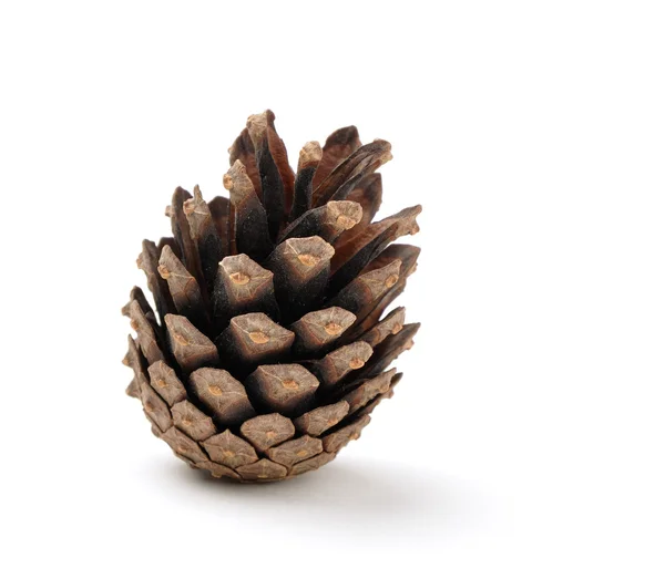 Dry pine cone with light shadow — Stock Photo, Image