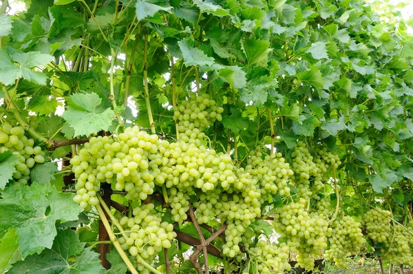 Fila de uva verde — Foto de Stock