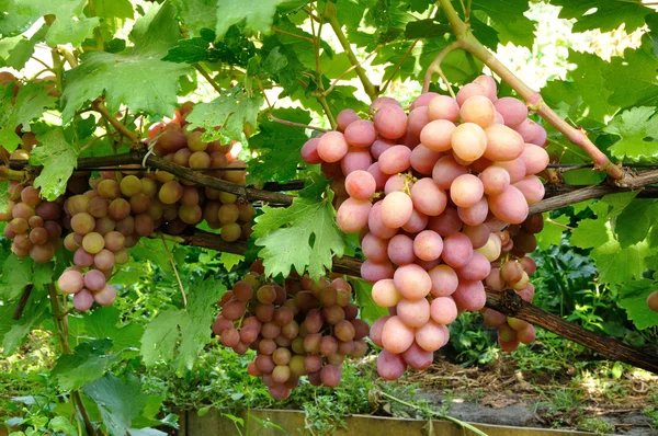 Кластер розового винограда на лозе — стоковое фото