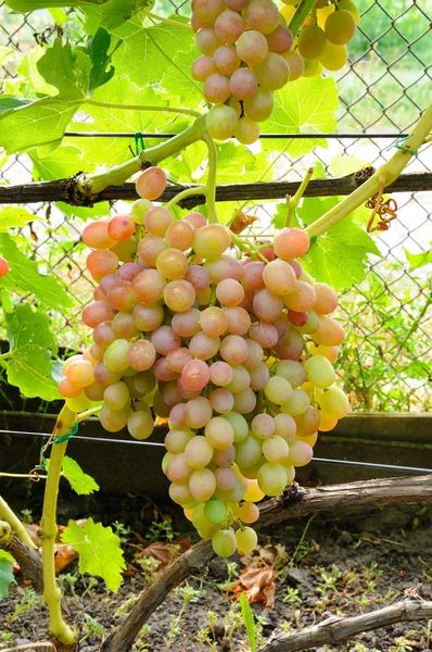Cluster of pink grape on vine — Stock Photo, Image