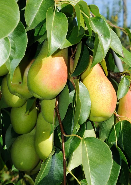 Branch of pear tree — Stock Photo, Image
