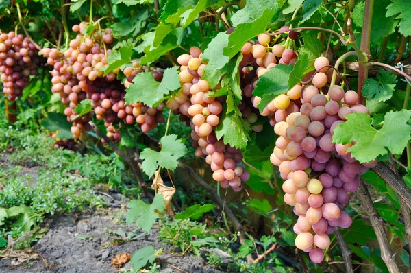 Fila di uva rosa — Foto Stock